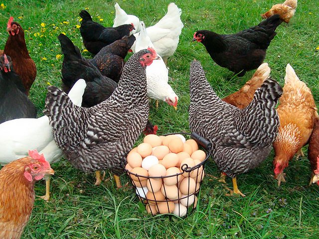 Содержание кур и уход за ними | ЗооТом - продажа, вязка и услуги для животных в Азове