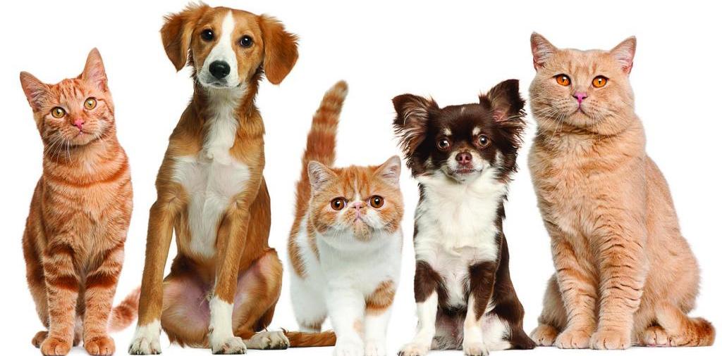 Доска объявлений о животных | ЗооТом - продажа, вязка и услуги для животных в Азове