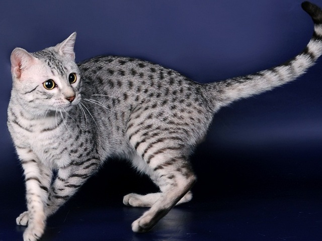 Породы кошек в Азове | ЗооТом портал о животных