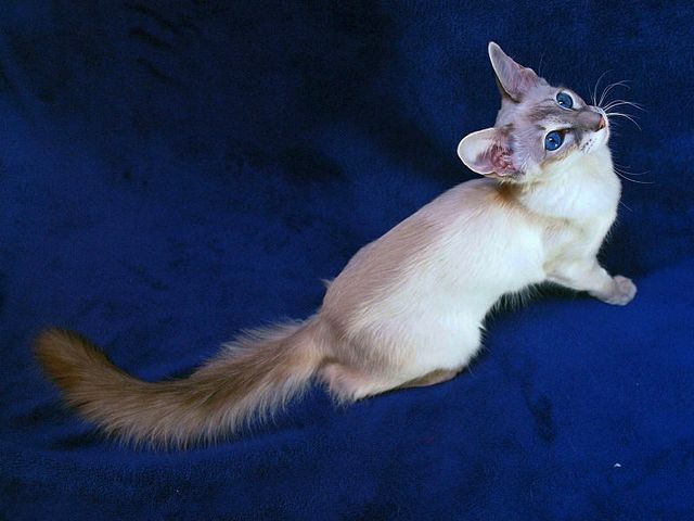 Выведенные породы кошек в Азове | ЗооТом портал о животных