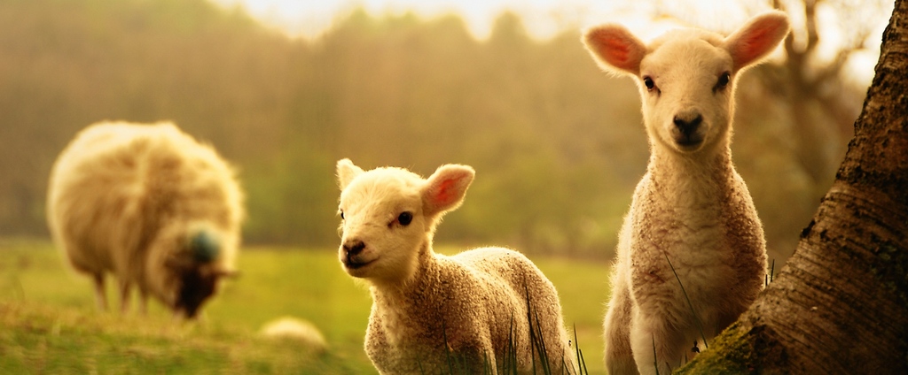 Объявления о сельскохозяйственных животных | ЗооТом - продажа, вязка и услуги для животных в Азове