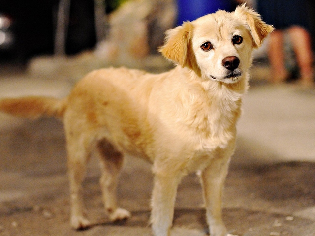 Породы собак в Азове | ЗооТом портал о животных