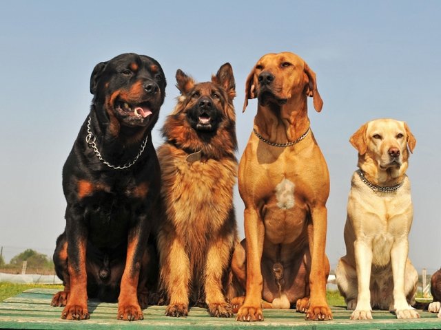Крупные породы собак в Азове | ЗооТом портал о животных